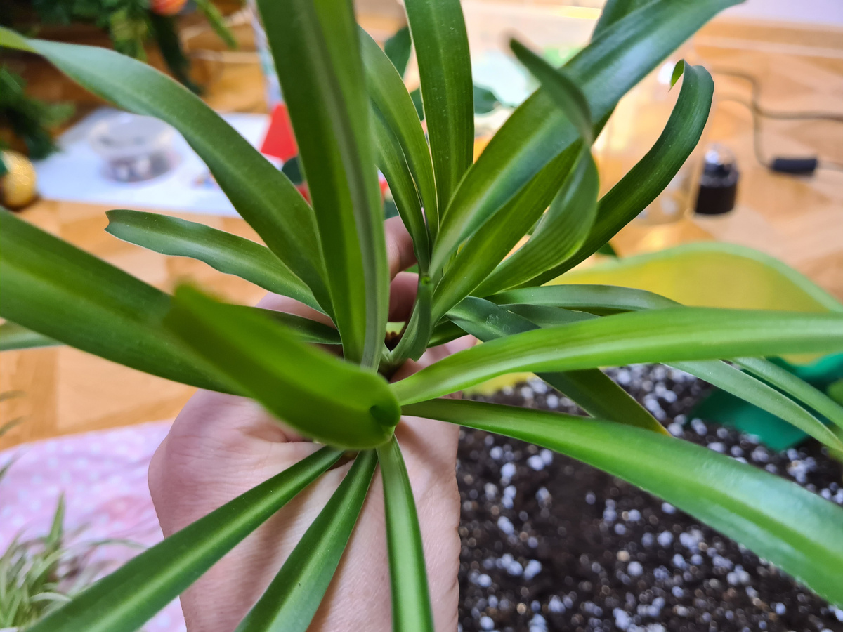 Хлорофитум. Фото из личного архива.