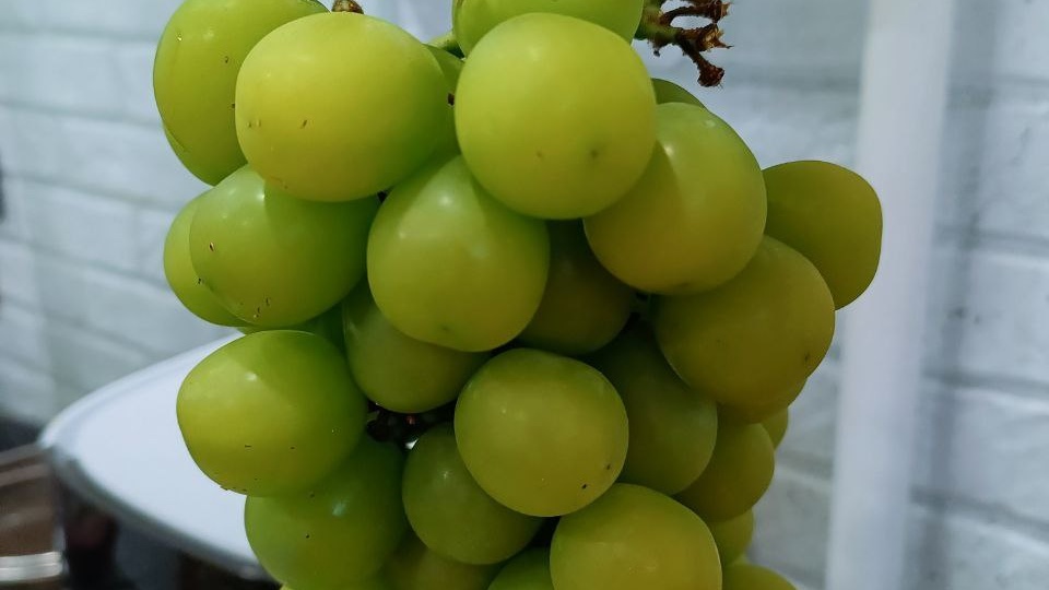 🍇 Подсели на китайский (корейский) виноград