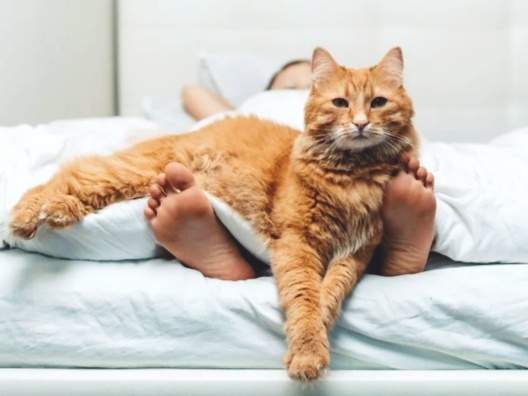 Кошка спит в ногах хозяина не просит так. На это у нее есть 5 причин