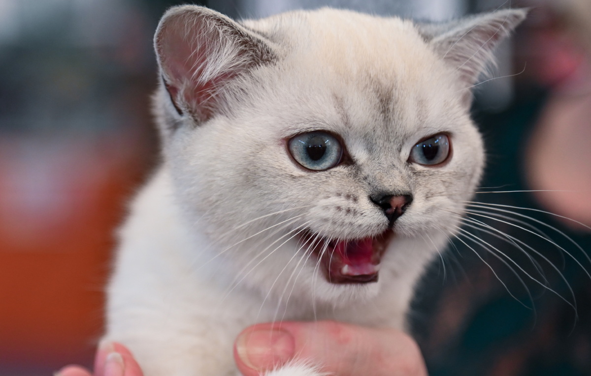 Игорь Онучин/ТАСС