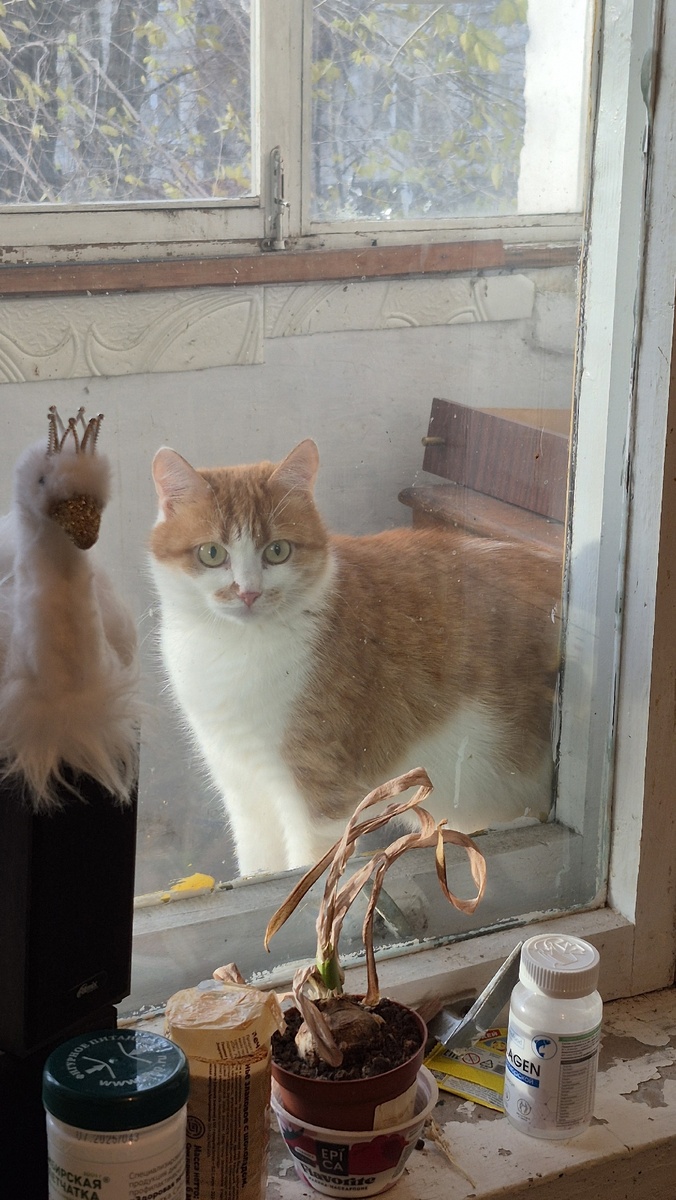 возмущенный зверь на балконе