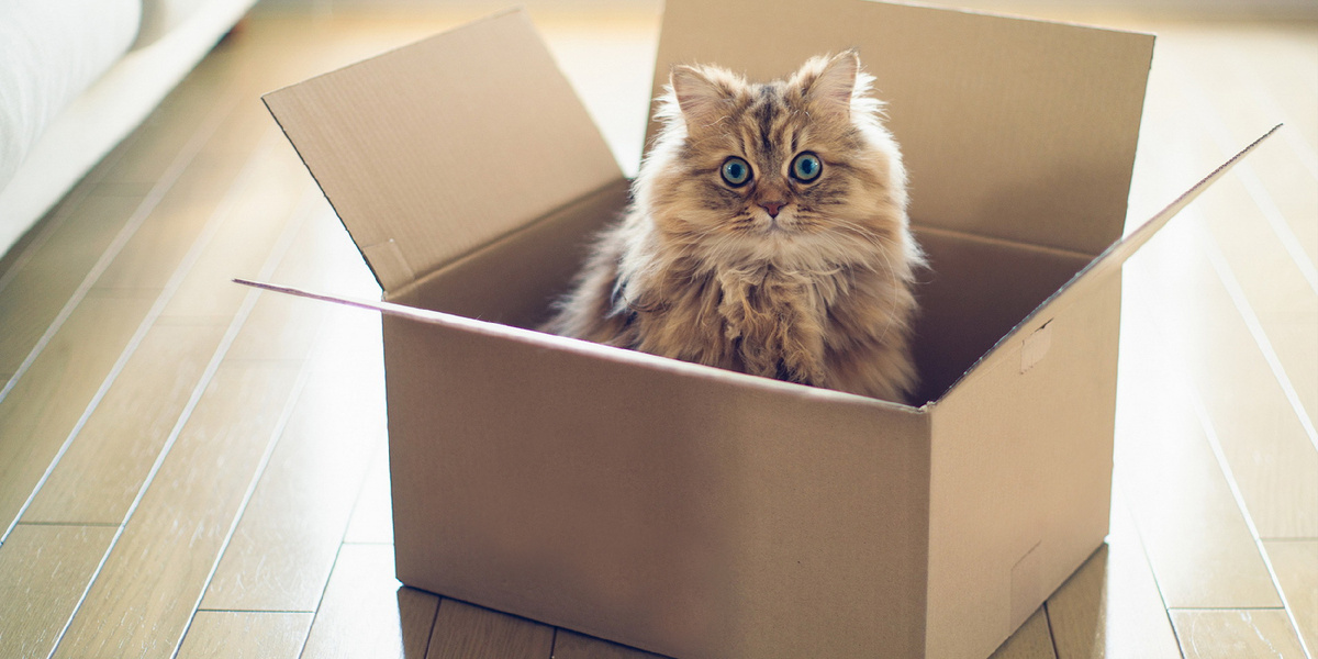 Практически каждый владелец котов знаком с удивительным влечением своего питомца к коробкам. В этой статье мы разберем причины этой страсти.