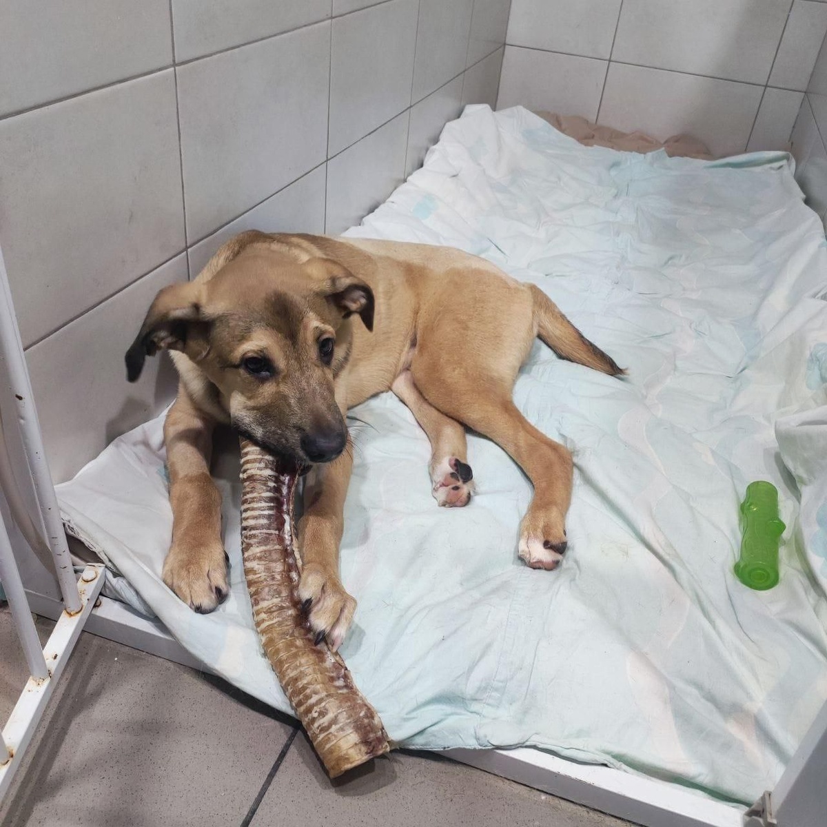 Бося в клинике