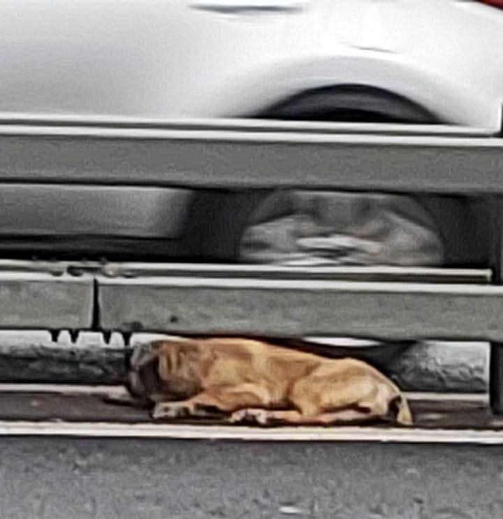 Таким Босю нашли на трассе