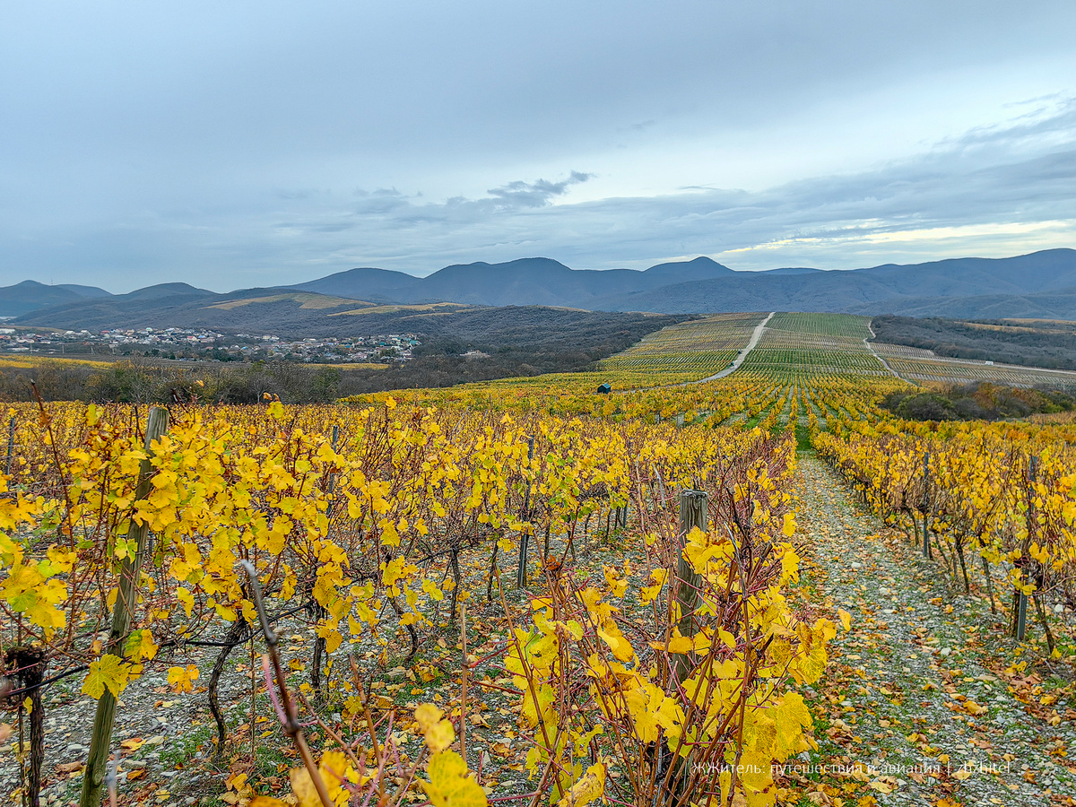Виноградники Абрау. Фото автора