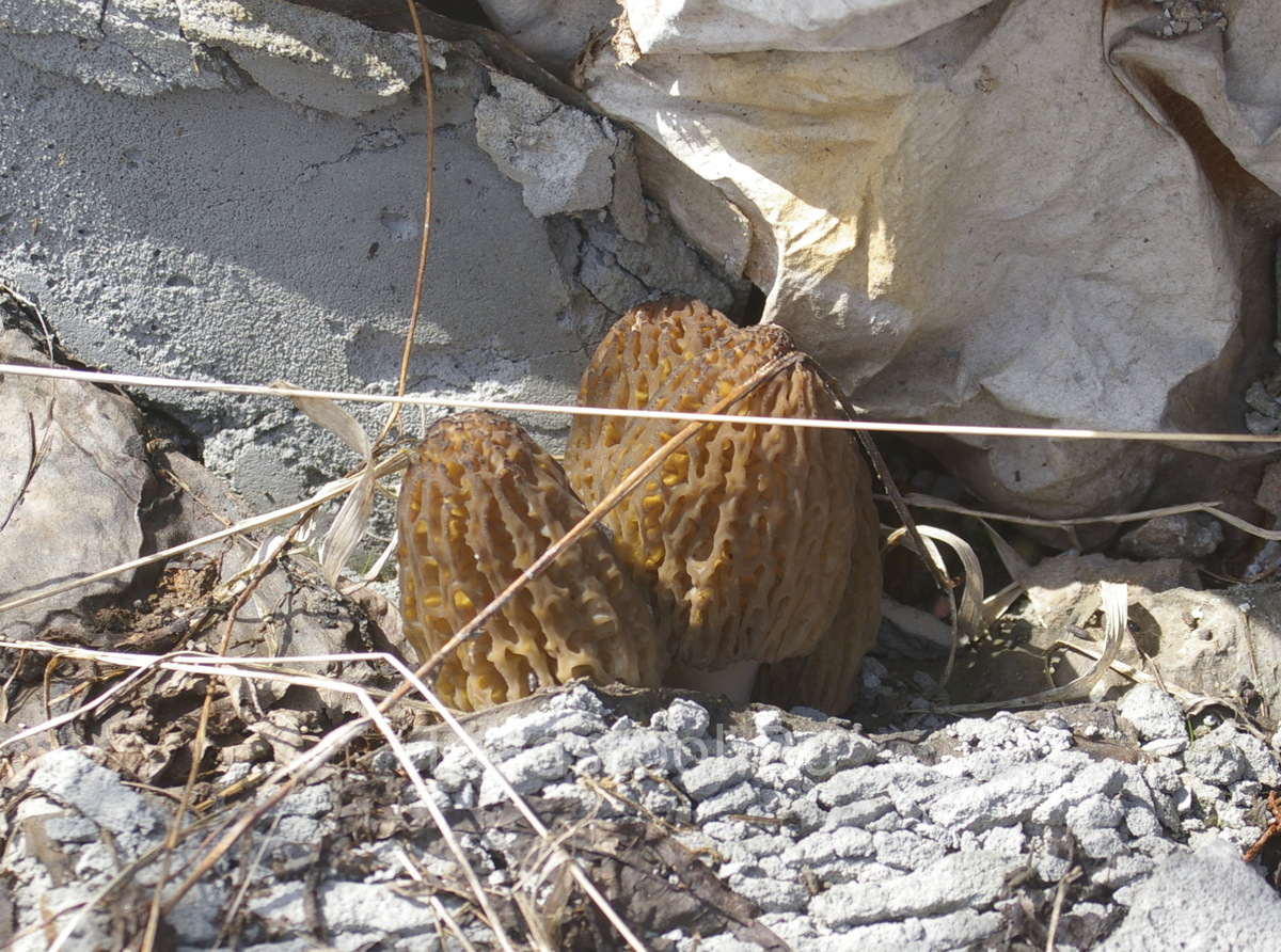 Ищут их в местах чистых и тайных, а они на помойке спрятались (фото И.Лебединского)