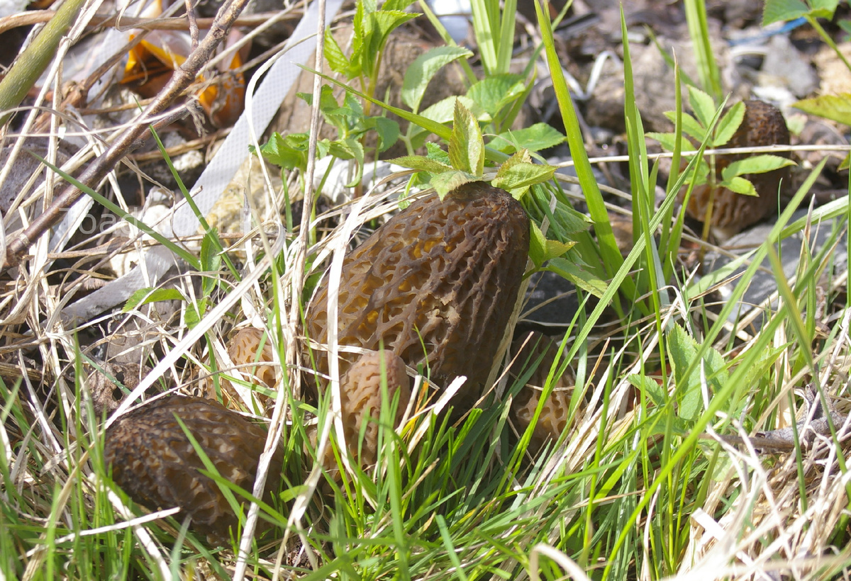 Главное, непонятно, какой именно мусор вызвал столь бурное развитие. Там всякие отходы были, разве кроме пищевых (фото И.Лебединского)