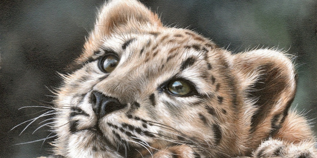 Как нарисовать снежного барса, так чтобы все полюбили редкого хищника