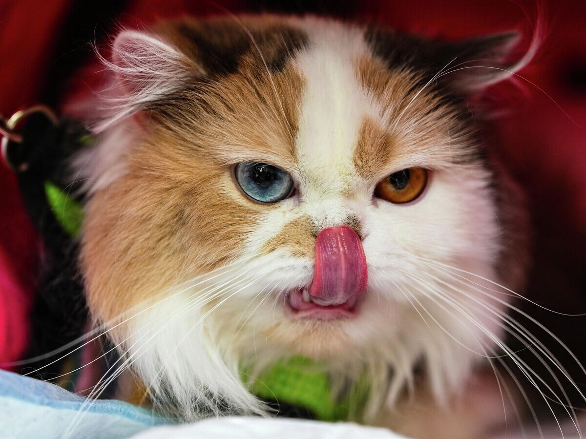    Празднование юбилейного 20-го Всемирного дня петербургских котов и кошек на Конногвардейском бульваре в Санкт-Петербурге© РИА Новости / Алексей Даничев