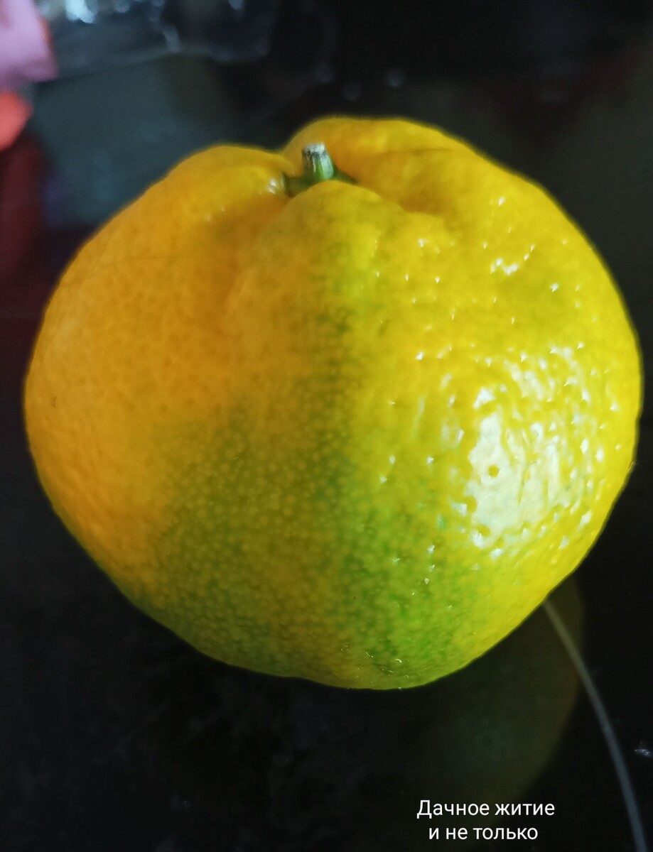Фото автора. Зелёный мандарин