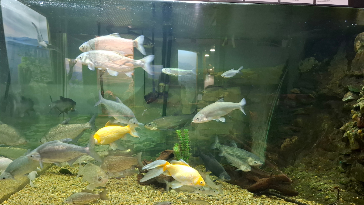 Аквариум с рыбами Амура