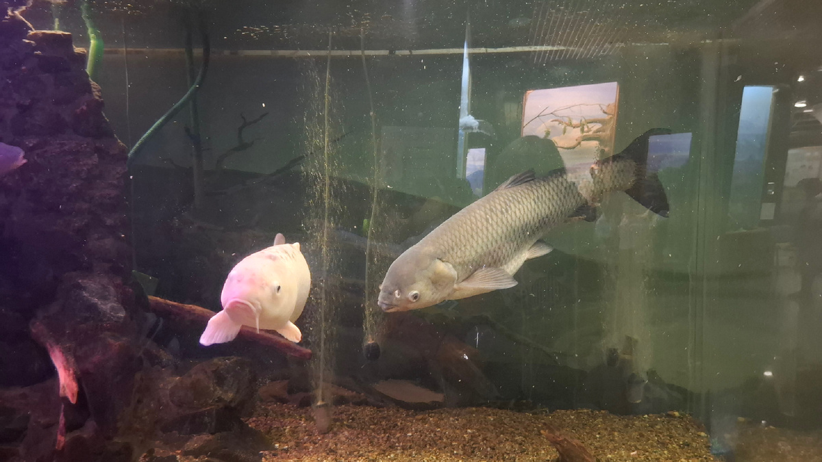 Аквариум с рыбами Амура