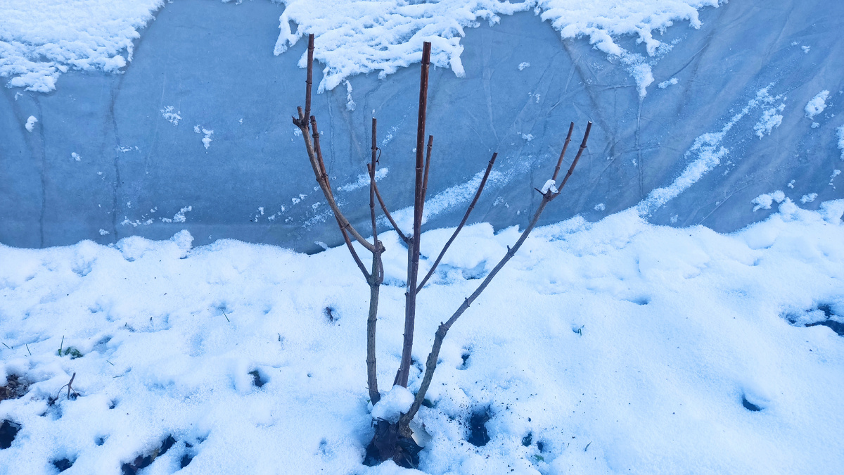 Обрезанная осенью метельчатя гортензия