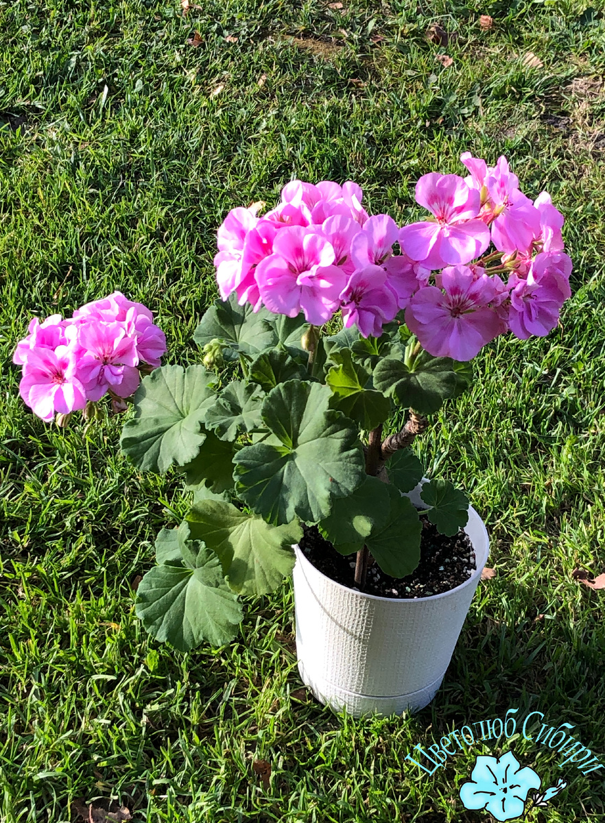 Пеларгония Bold Carusel в моем саду
