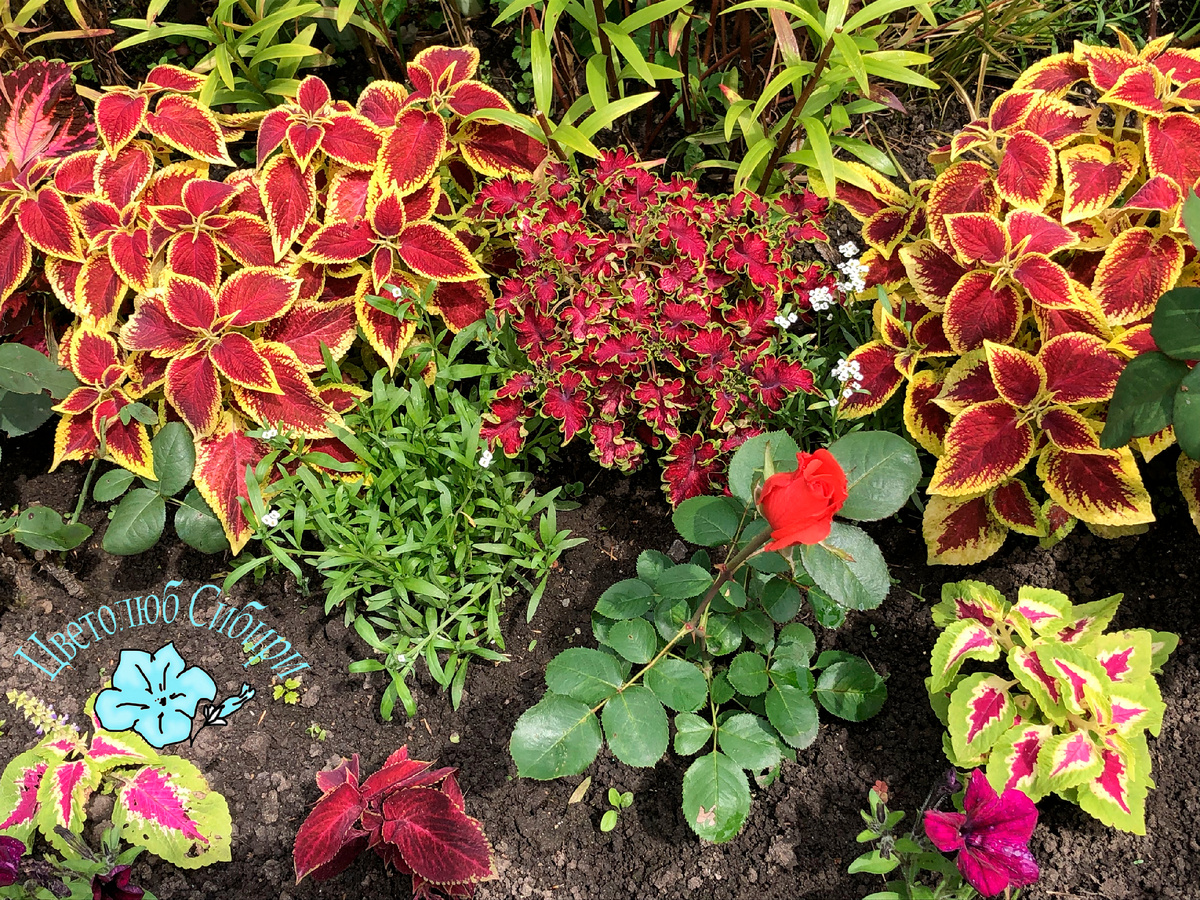 Колеусы семенные в августе