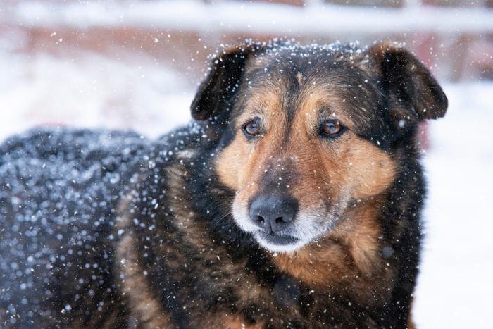 Россиянам рассказали, как помочь бездомным животным с наступлением холодов