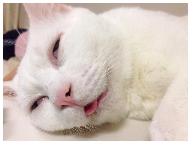 Кошки "разговаривают" с нами в основном через мяуканье. Если ваш питомец будит вас ночными "концертами", знайте - он явно хочет вам что-то сказать, и причин для этого множество.