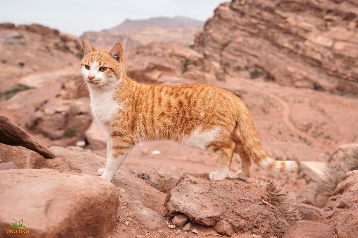 Смогут ли кошки выжить без людей