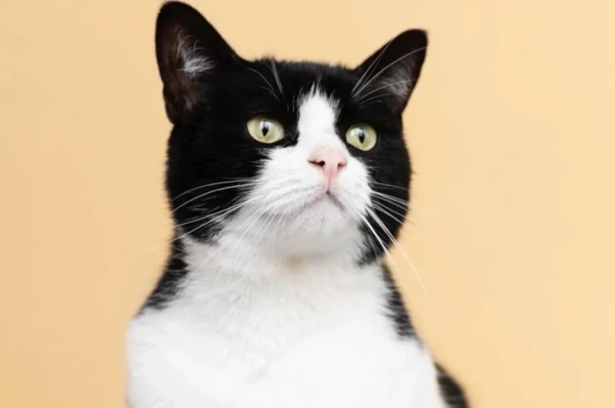    Во Львове предложили заменить кошачье «мяу» на «няв» в рамках дерусификации