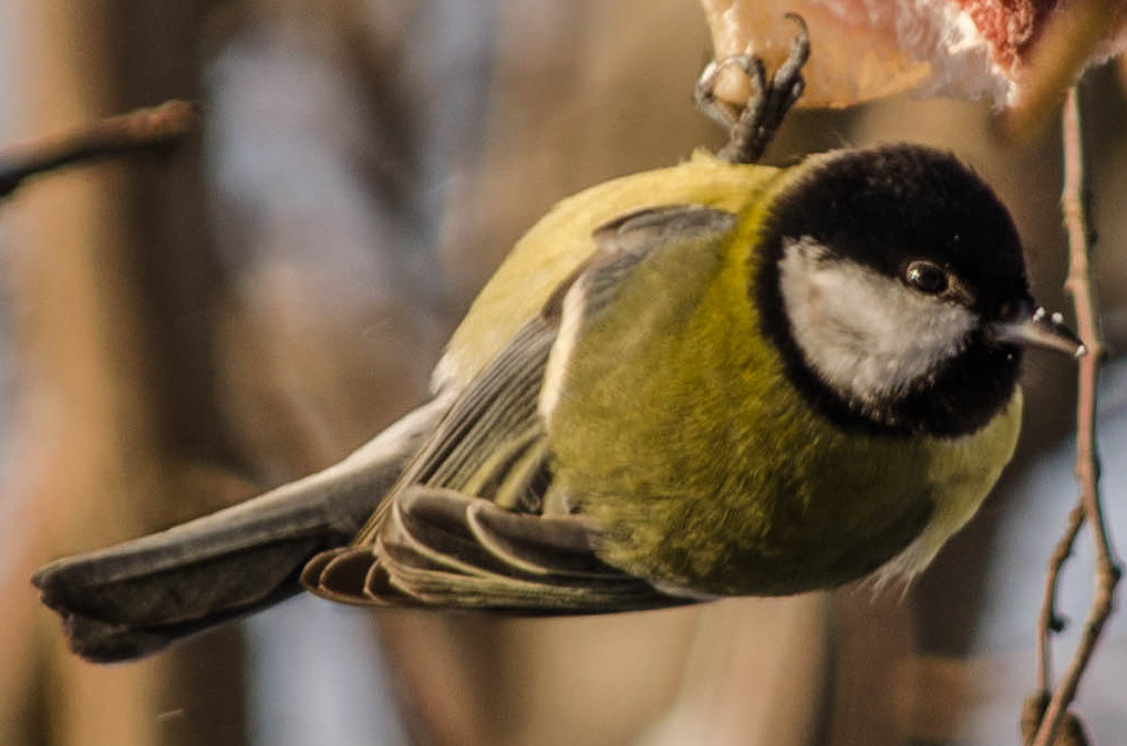 Фото Анатолия Портнова
