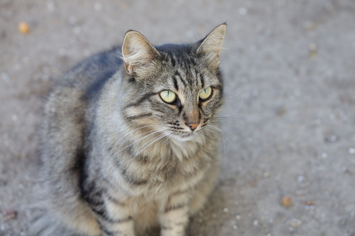    Фото: ТРК Таврия