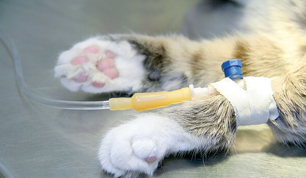 источник фото: https://vetacademy.ru/img-content/sochi/s20210204-4.jpg