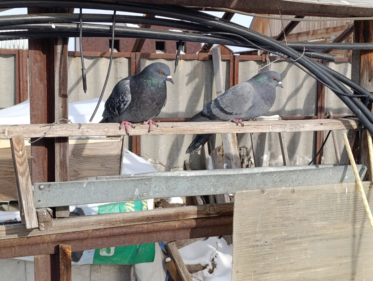 Голуби сторожат кормушку.