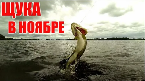 Ноябрьский хищник: Без компромиссов.