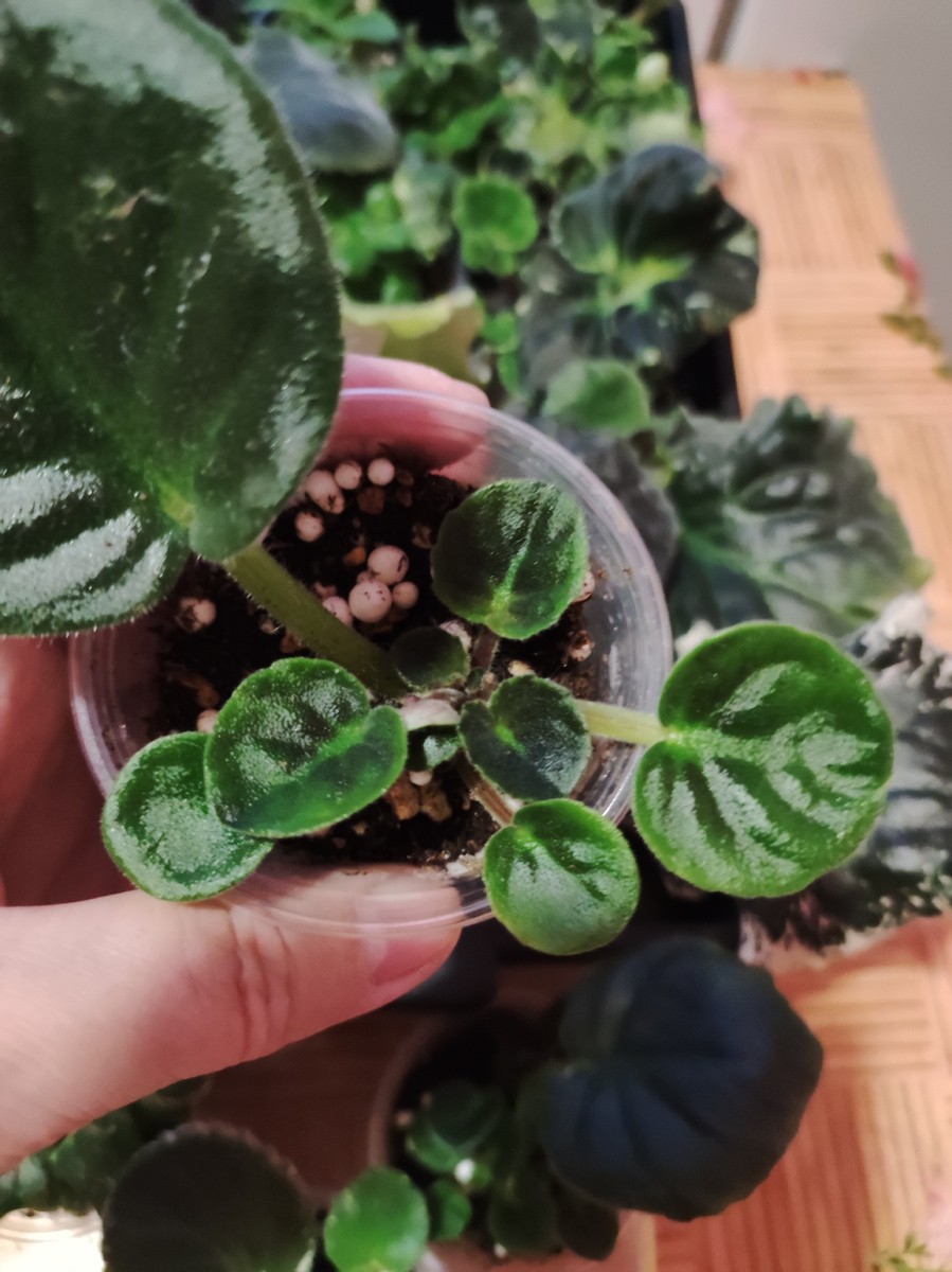 Это детка сорта Н - Гламурчик ( полумини)