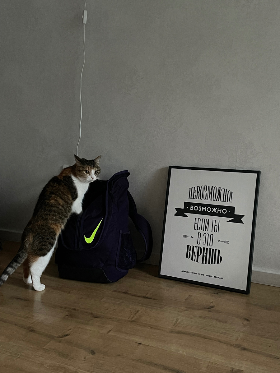 Кошачий контроль 