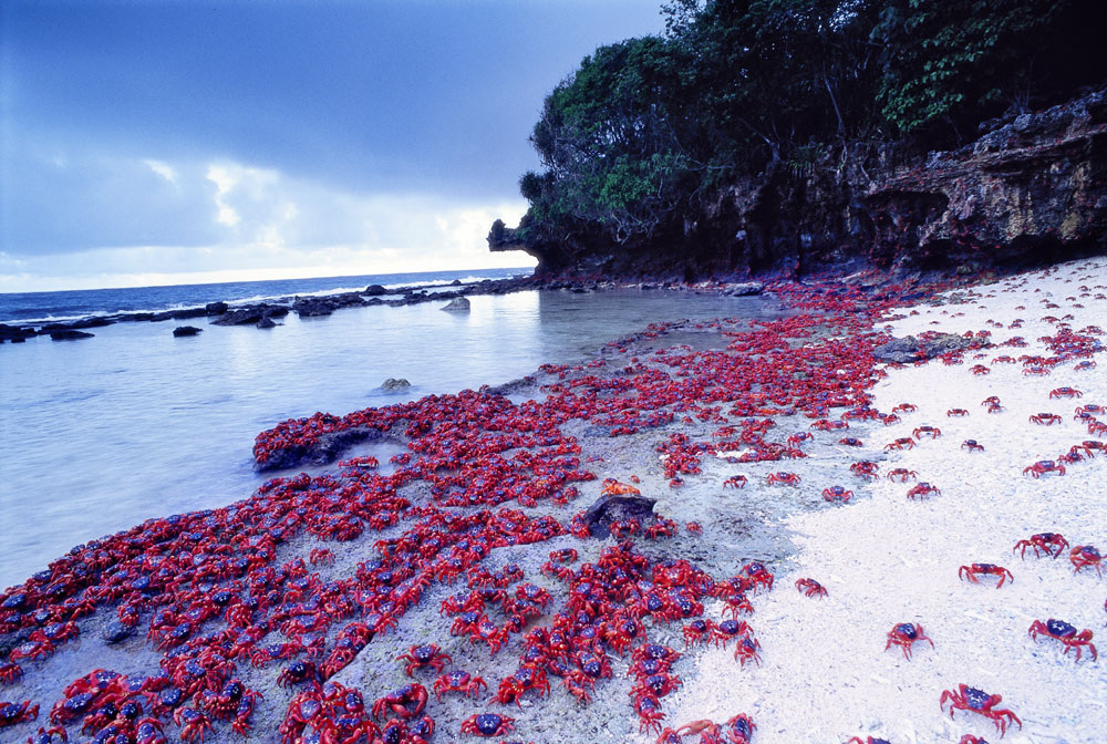 Крабьи шествия (Остров Рождества, Австралия)