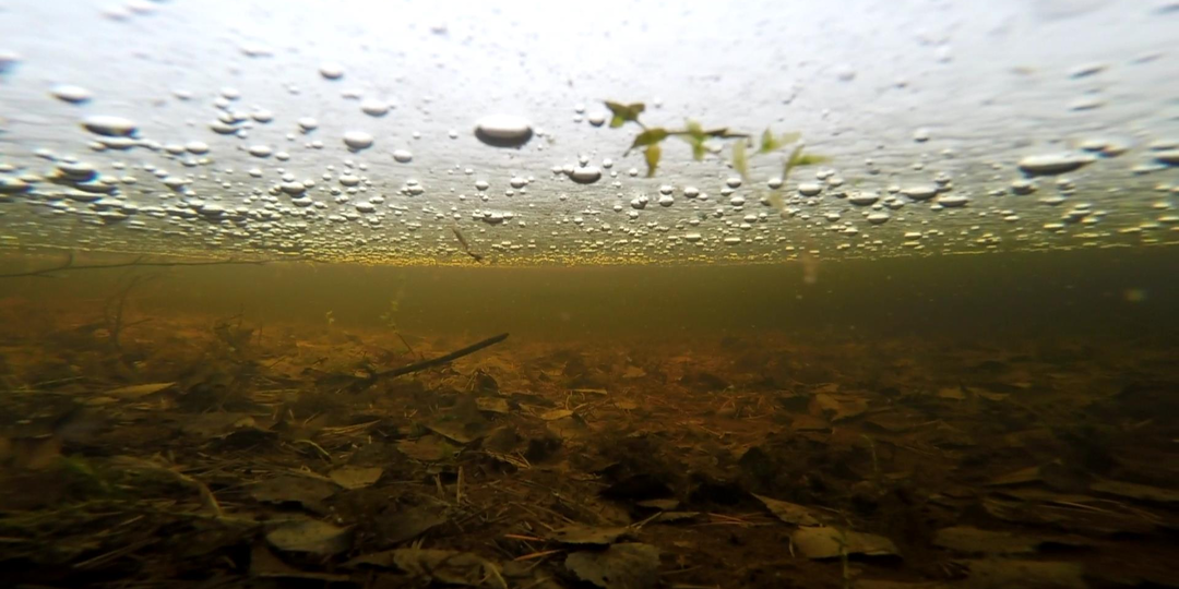 Шепот рыбы перед зимним сном