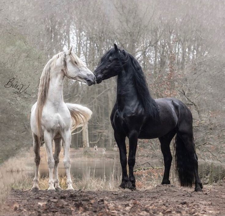 фото Raya Bayramova