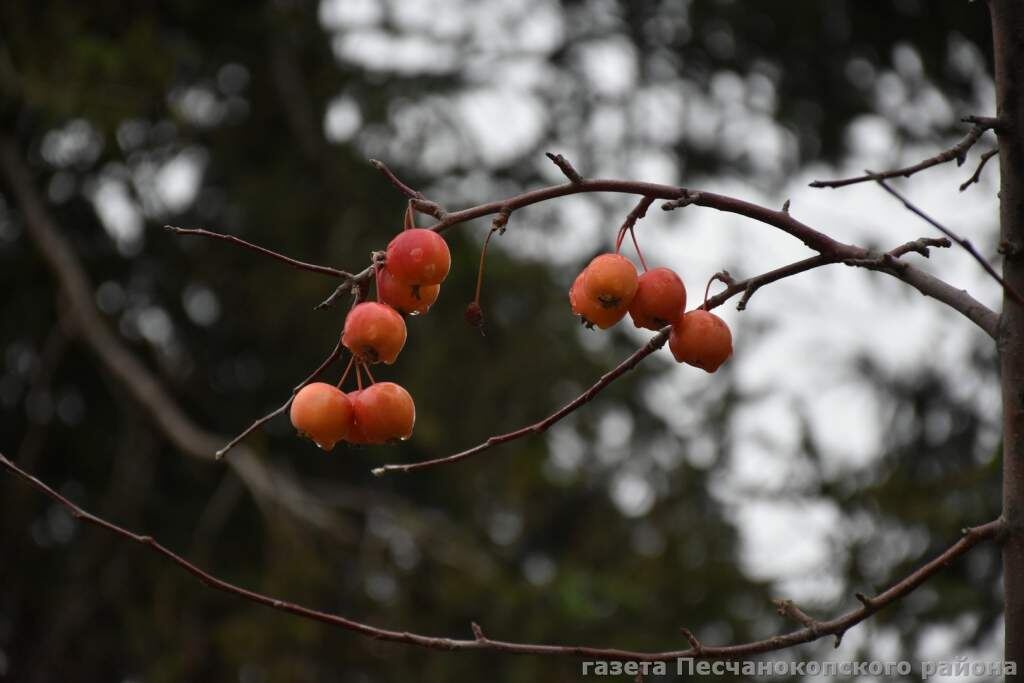    Фото Светланы Кишинько Светлана Кишинько