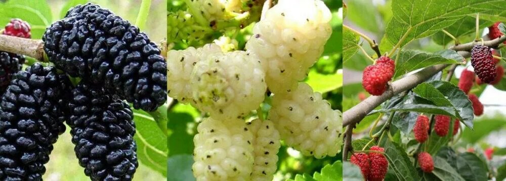 Фото из свободного доступа