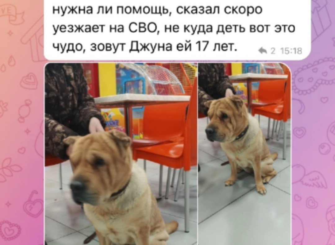    В Югорске уходящий на СВО мужчина пристраивает в хорошие руки собаку