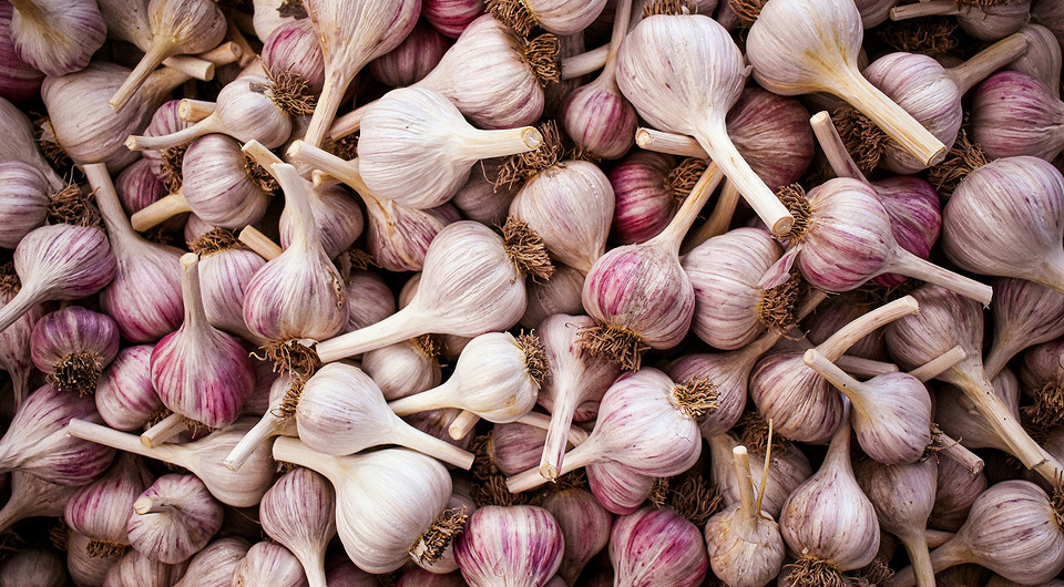 Чеснок — маленький, но могучий: как обычная долька может укрепить ваше здоровье