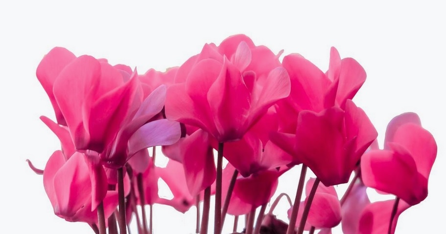 Cyclamen