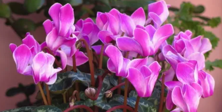 цветок цикламен