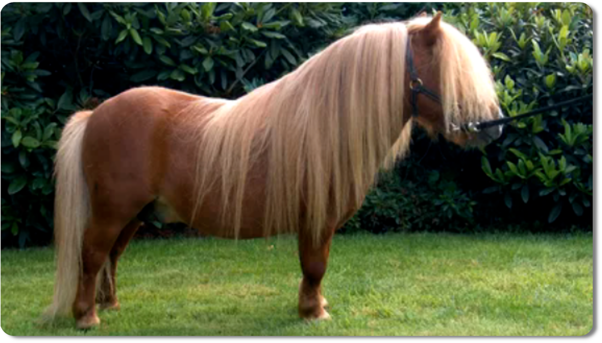 Пони - это не просто маленькие лошадки, а уникальные животные с богатой историей и удивительными способностями