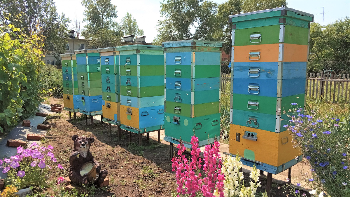 пасека во время главного медосбора