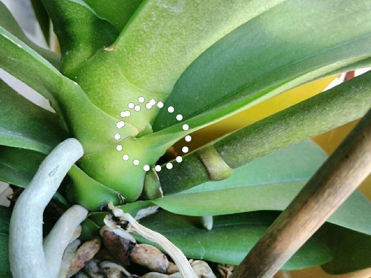 Фото взято из открытых источников