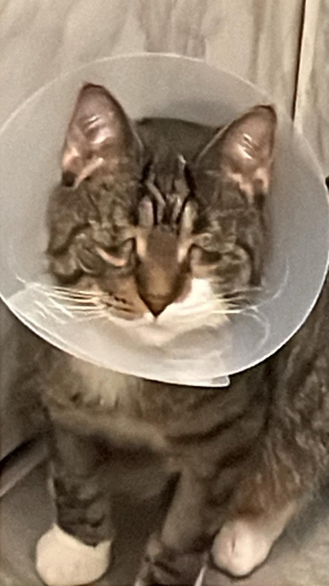 Фрейпосле операции на глаза