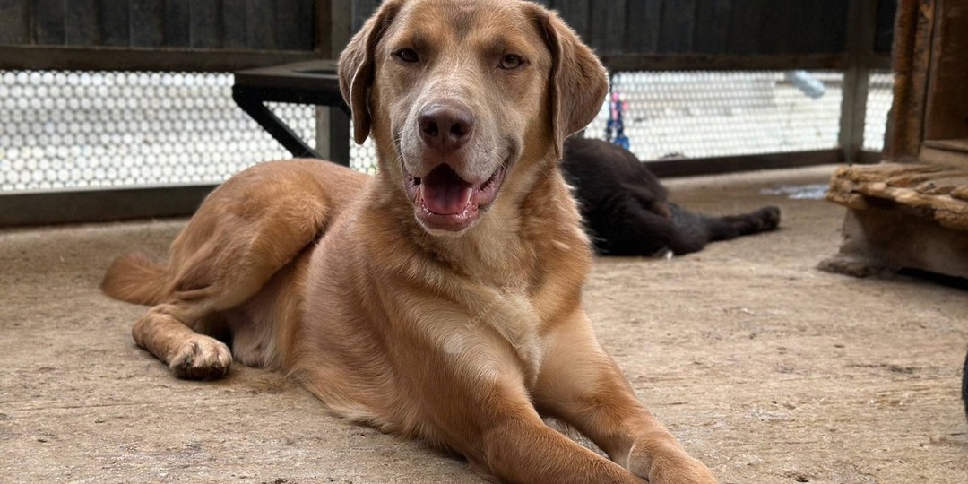 «Приютские питомцы здоровы и социализированы»: москвичи все чаще забирают животных из приютов