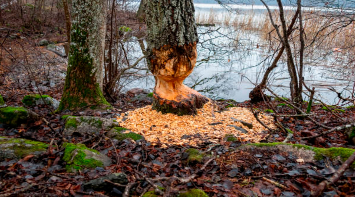 Проделки бобров