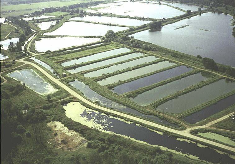 Полносистемное прудовое хозяйство