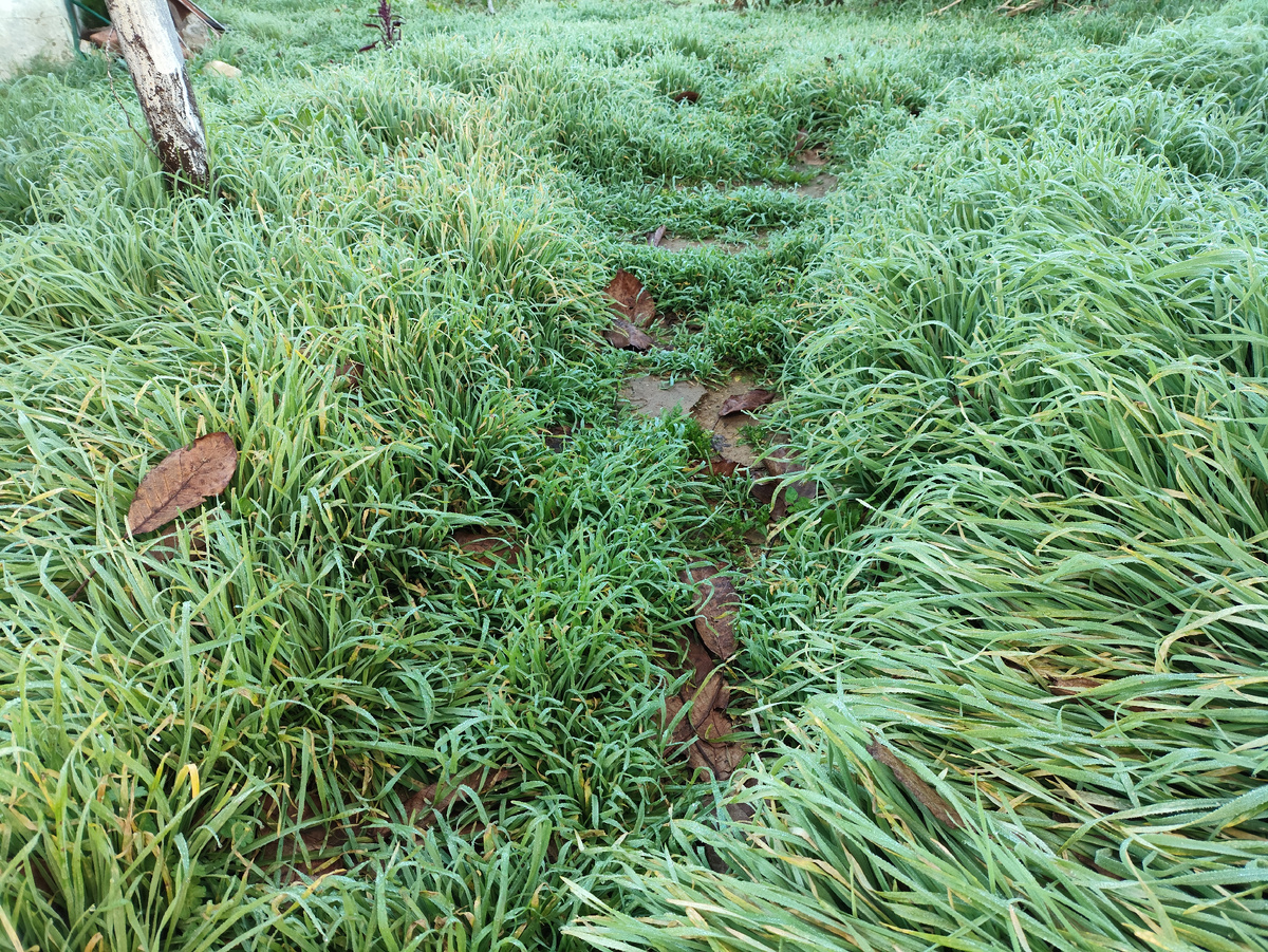 Трава белесая от влаги