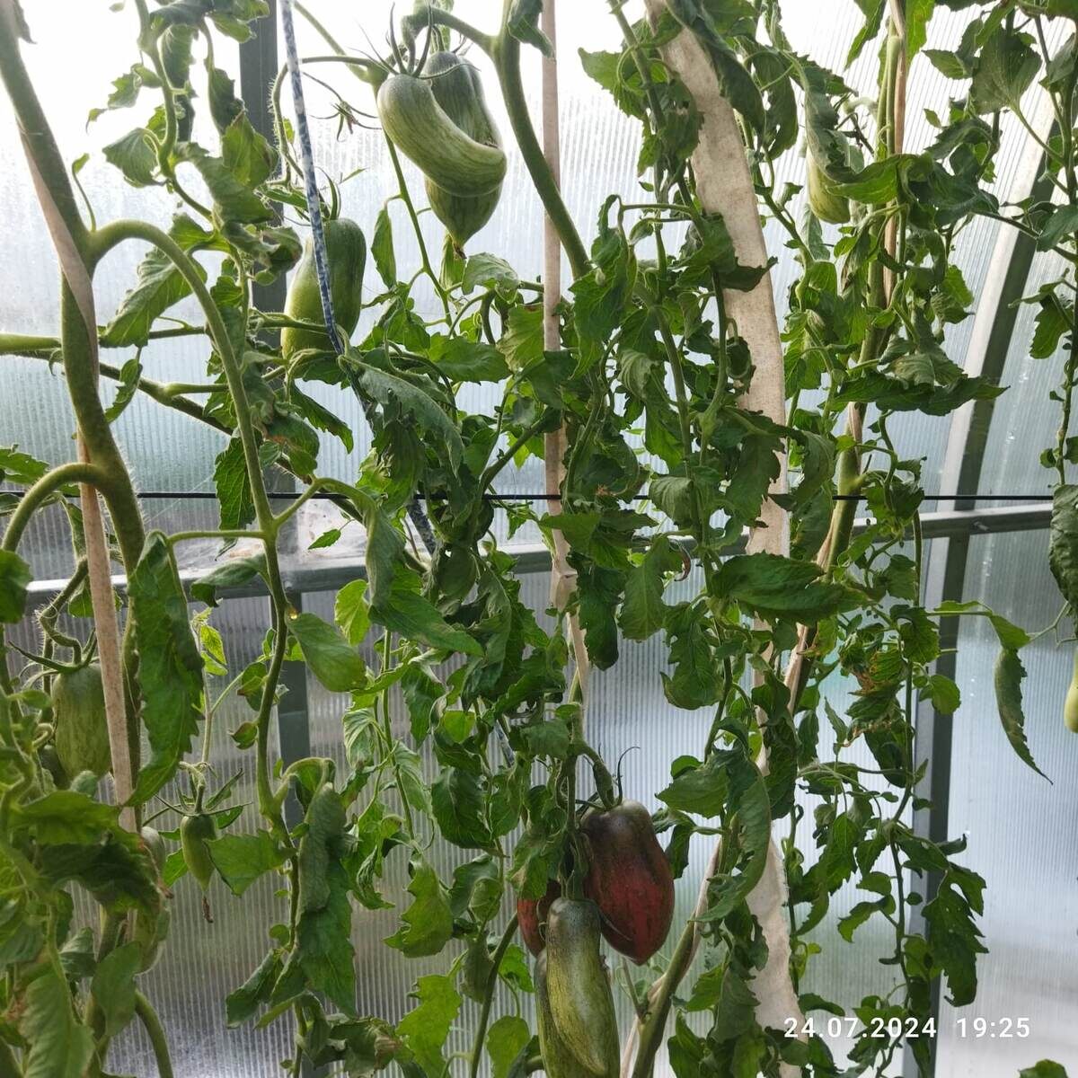 24 июля 24 год. 