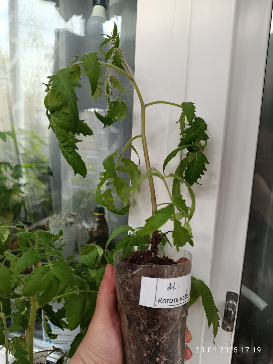 Рассада томата Коготь кабана, дата всходов 22 марта. Возраст рассады 30 дней