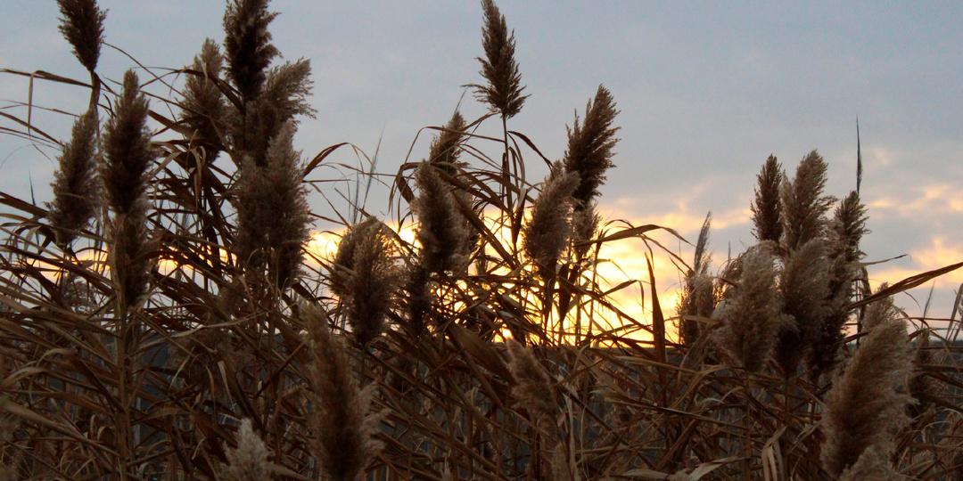 Zов предков по-скифски